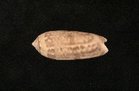 藏品(蠟燭榧螺)的圖片